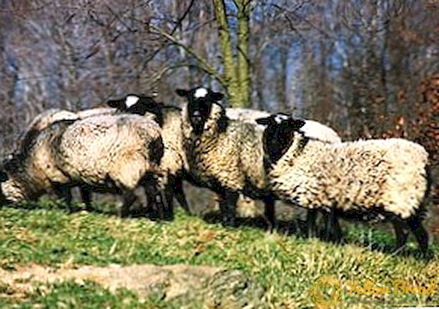 A római juhok minden tulajdonsága és ajánlásai a sikeres tenyésztésre