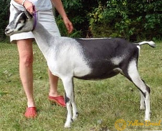 Алпска коза раса