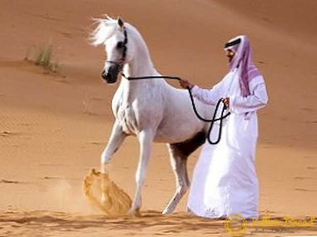 Raza de cabalo árabe