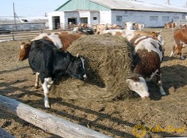 Cysticercosis of cattle: apa penyakit dan bagaimana untuk melawannya