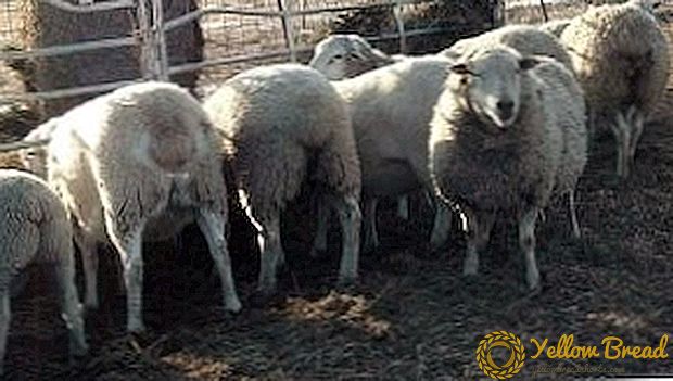 Gissar koyunla en verimli çiftlikte