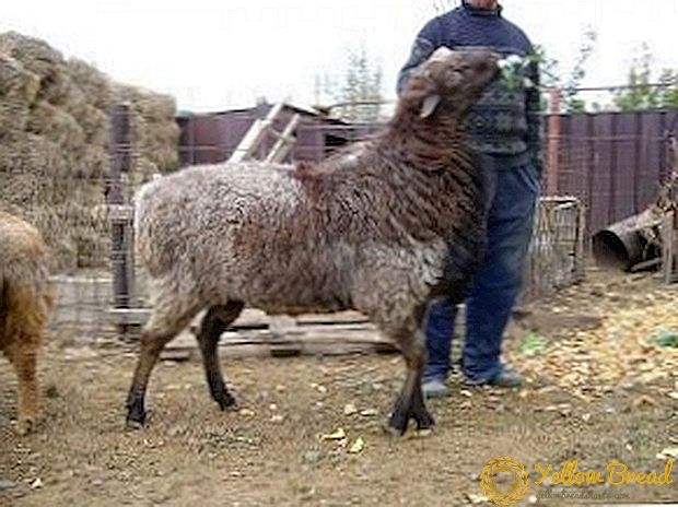 Ponos stepe Kazahstana - edilbayevska rasa ovaca