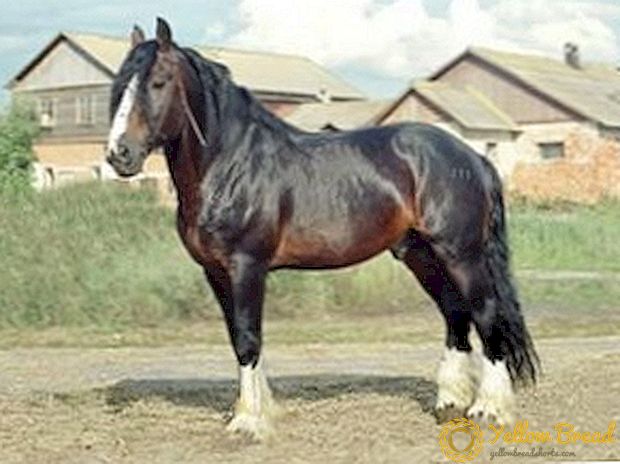 Vladimir heavy-duty horse breed