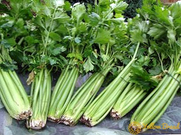 How to save celery for the winter, harvesting vitamins at home