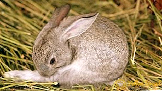 Избор на кафез за зајаци и како да го направите тоа сами