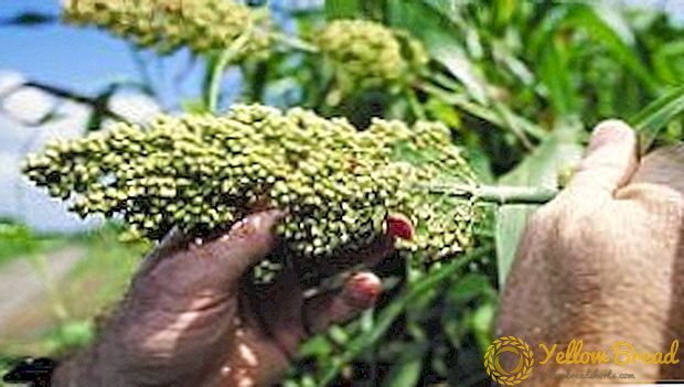 Dyrkning og høst af sorghum til grønt foder, ensilage og hø