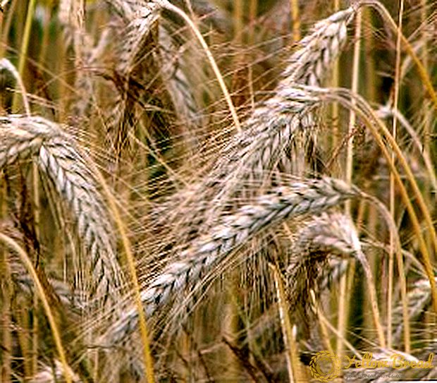Fitur tumbuh gandum, penanaman dan perawatan