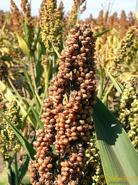 Tips for planting and growing grain sorghum