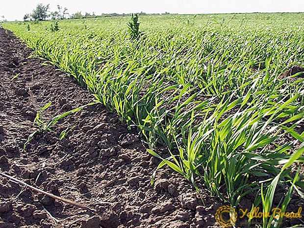Ukraina 2,4 million gektar maydonda erta ekinlarni ekadi