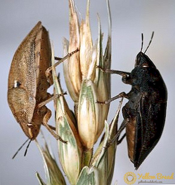 Zararlı bir böcek ne acıtıyor ve nasıl savaşılır?
