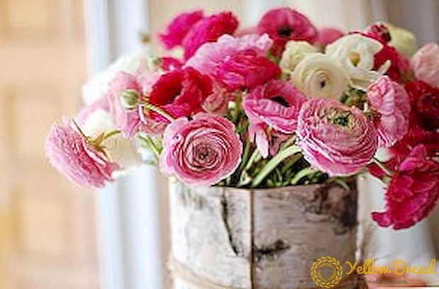 What you need to know when planting and growing ranunculus