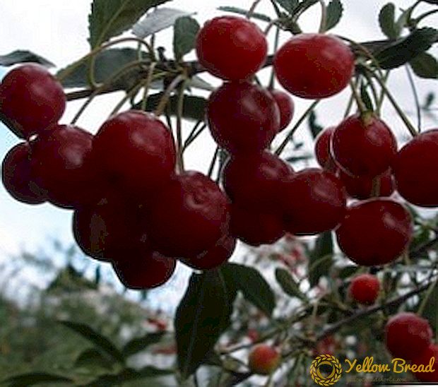 «Cherry« Abundant »հատկանիշները, առավելությունները եւ թերությունները