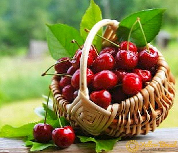 Cherries: deskripsi lan foto medium ripening varieties