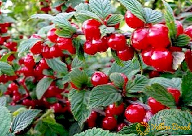 Cultivation of felted cherries: features of planting and caring for a bush tree