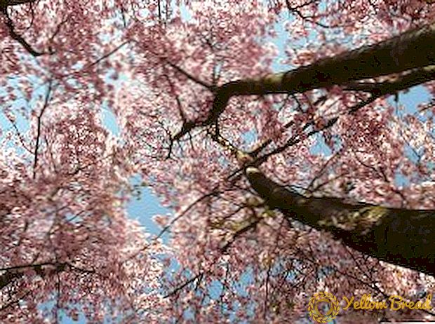 庭で桜を育てる方法：植え付け、散水、剪定、肥料