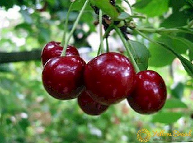 Fordele og ulemper ved Lubskaya kirsebær i din have