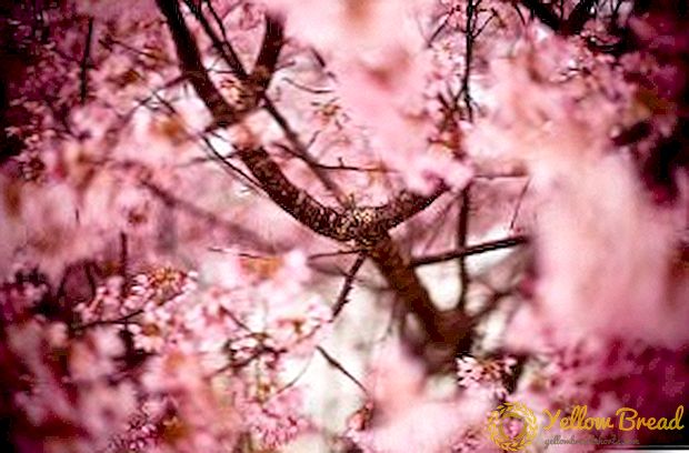 Spring Crop Pruning - Quy tắc cho người mới bắt đầu