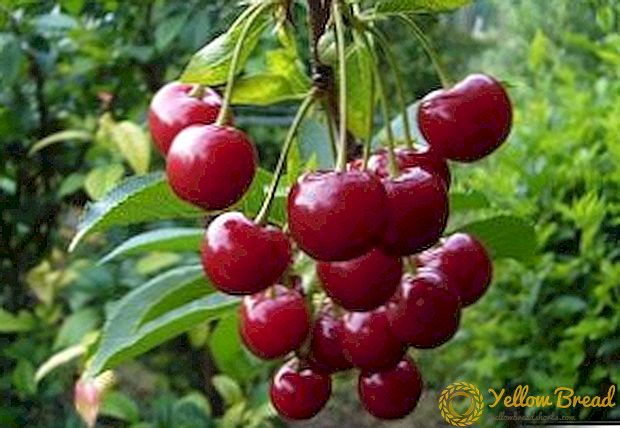 Secrets of the successful cultivation of cherry 