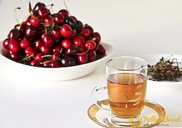 Cherry leaf tea: when to collect, how to dry and how to make tea