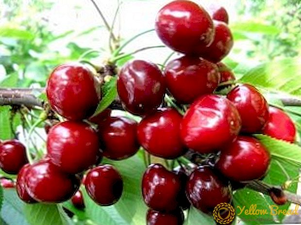 We get acquainted with a grade of sweet cherry 