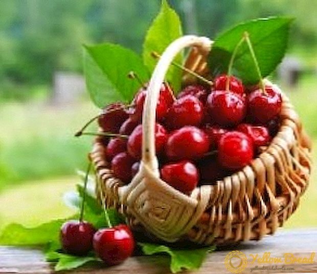 Varieties of cherries for the Moscow region