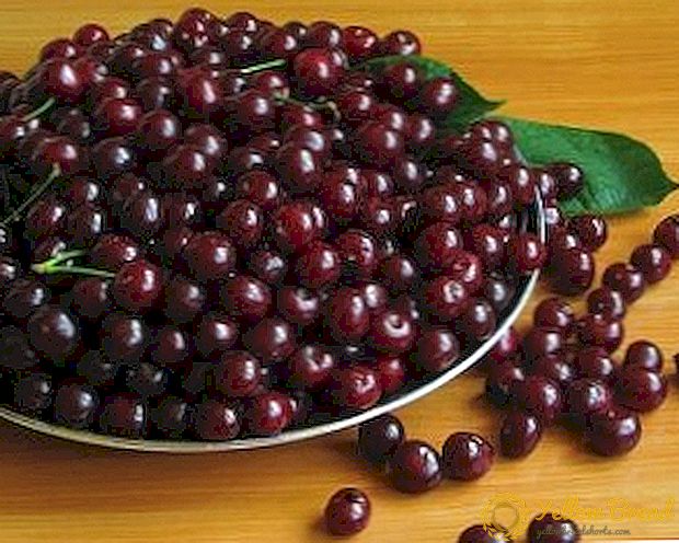 Cherry variety 