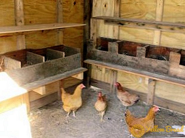 Den Hühnerstall verbessern: Wie man ein Nest für Legehennen baut
