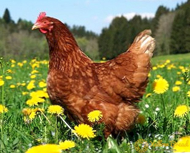 Kyllingfylling: hvordan å forberede, lagre og bruke