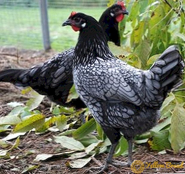 Andalusiska kycklingar