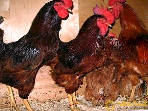 תרנגולות רוד איילנד: מה הם היתרונות והיתרונות של הגזע?