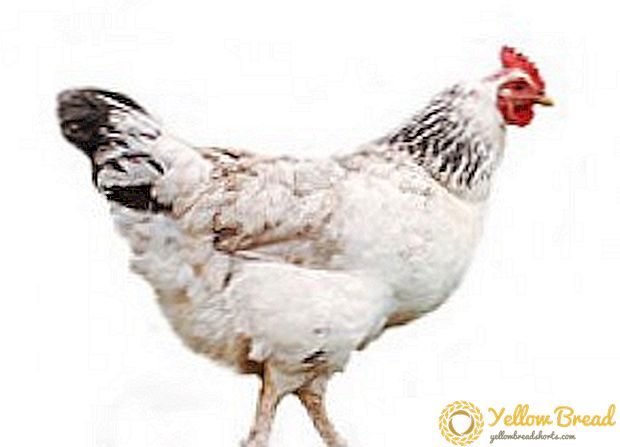 Beschrijving van het populairste carnavalsras van de Adler zilveren kippen