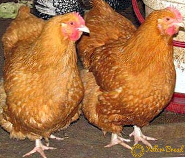 Beskrivelse, bilder, foxy chick kyllingavl produktivitet