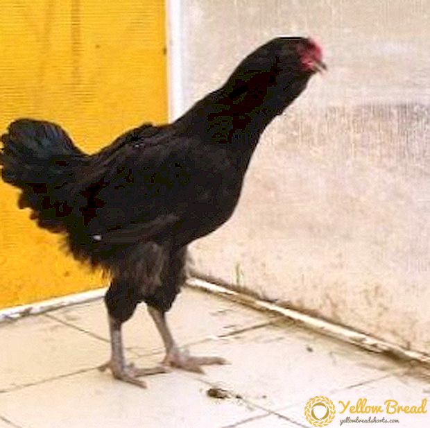 Verschillen en kenmerken van zwarte, baardige kippen