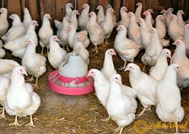 Period of egg production in pullet chickens