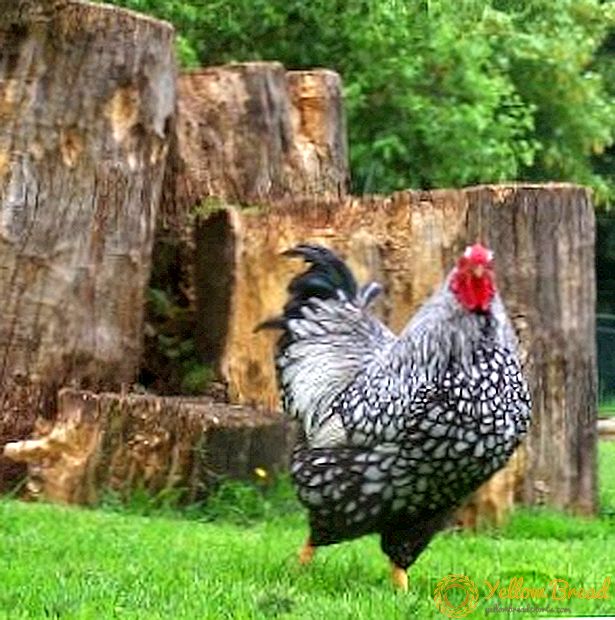 Wyandot 닭 : 아름다움과 생산성의 조화