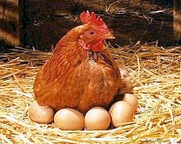 A tyúkok tojása: a legjobb fajták