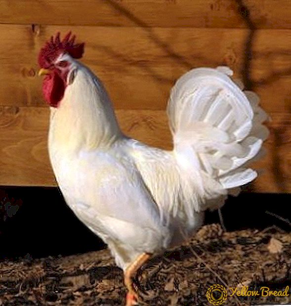 Russian white chickens