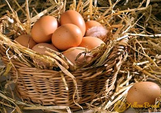 Vitamin apa sing dibutuhake kanggo nyelehake hens kanggo produksi endhog