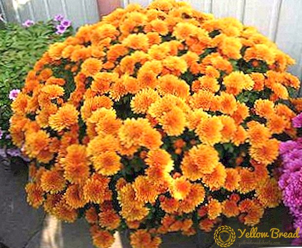 Types and varieties of garden chrysanthemums, how to choose a flower for the garden