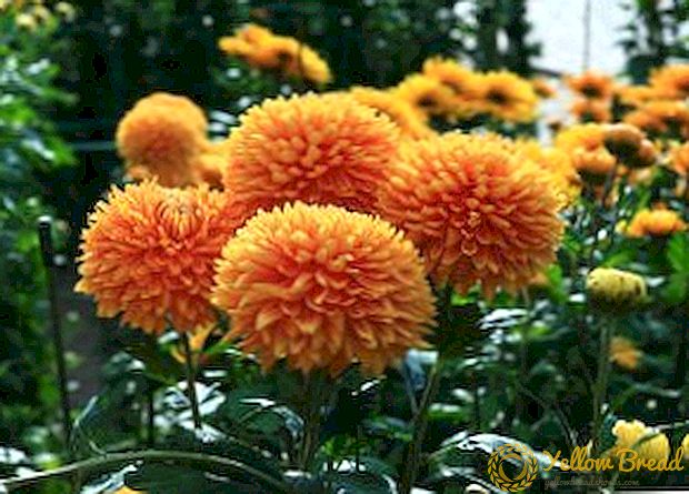 Vilken typ av krysantemum att plantera i trädgården, populära sorter av blommor till marken