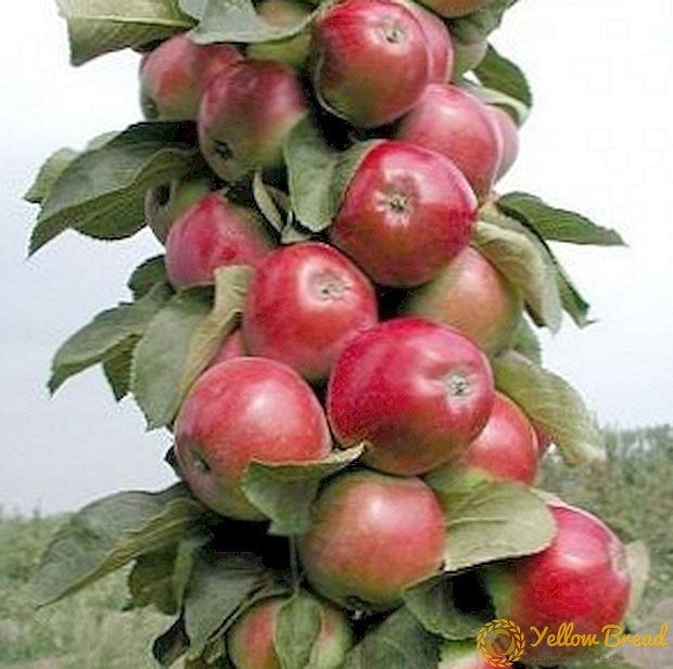 Οι καλύτερες ποικιλίες μήλων στη στήλη για την περιοχή της Μόσχας