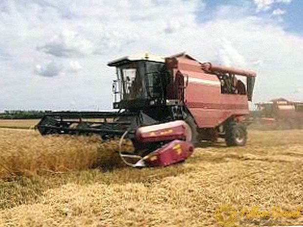 冬の小麦を収穫する