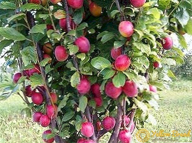 Colony-shaped plums. Varieties and their features. Planting and care
