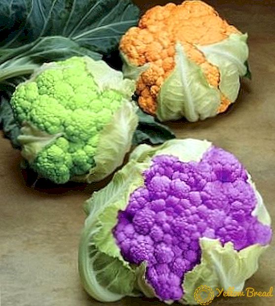 Aling mga varieties ng cauliflower ang pinakamahusay