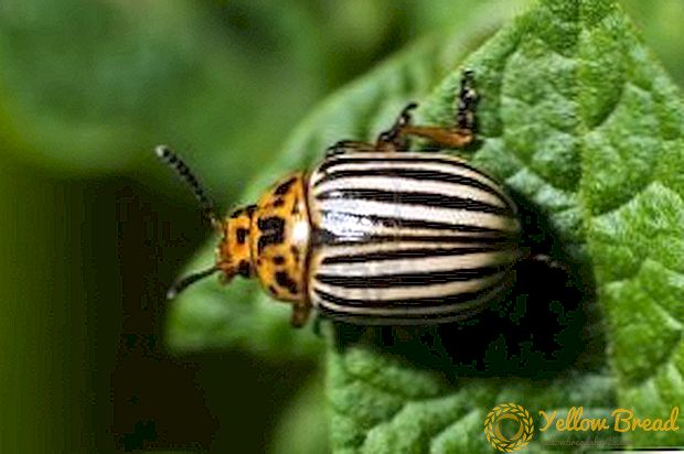 Persiapan untuk perang melawan kumbang kentang Colorado