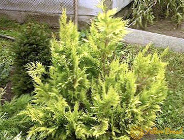 Gambaran lan foto-foto cypress varieties