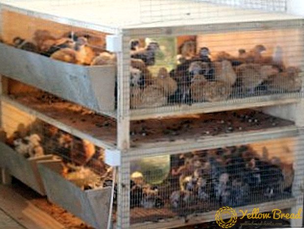 What is a brooder, self-manufacture of a special box for the cultivation of poultry