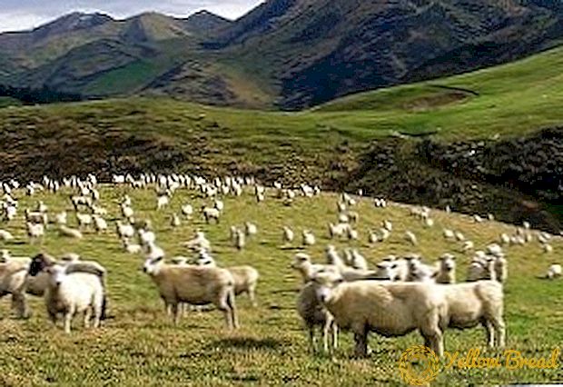Sheep paddock sẽ cải thiện tình trạng đàn của bạn