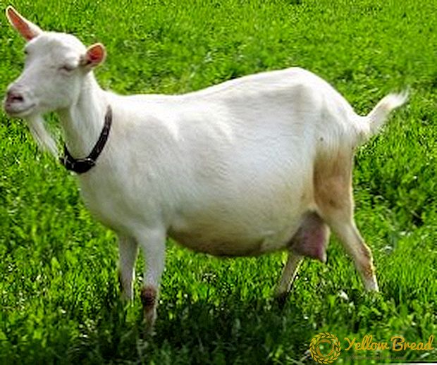 Kako zadržati i kako da hranite mlečne koze