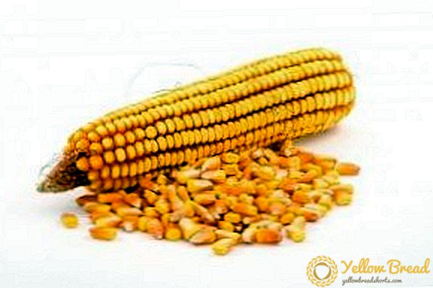 Be nuostolingos kukurūzų saugojimo